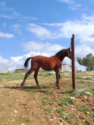 مهر للبيع