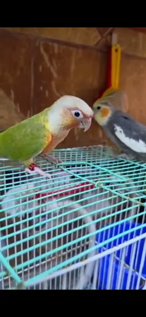 كنيور أليف جدا و لعوب + كوكتيل فيه خوف + شنطة تنقل