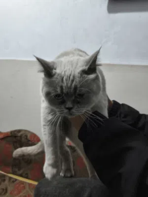 قط للبيع جرش مخيم جرش