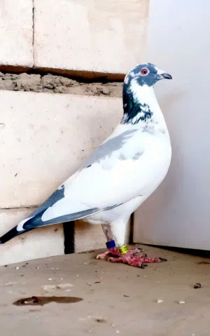 فحل كويتي مديل 24 طير شهادة جناي حامد الصويل