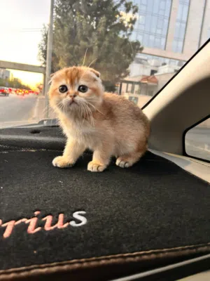 كيتن سكوتش فولد وستريت متميزين
