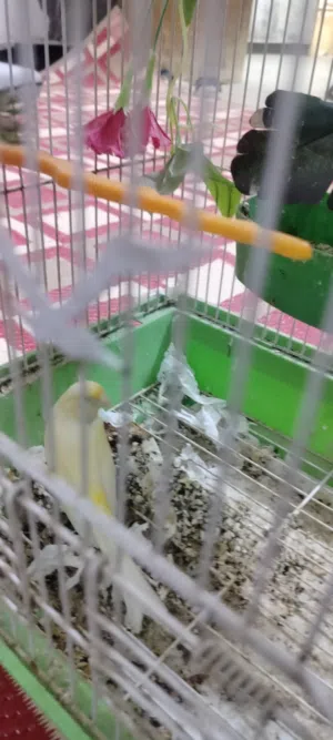 كناري فحل ونثيه
