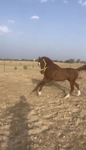 حصان سباق اموره طيبه