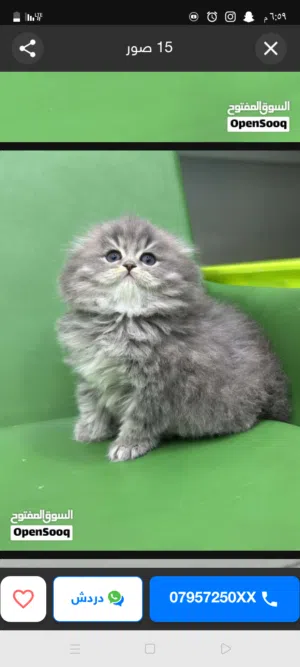 مطلوب قط للتبني