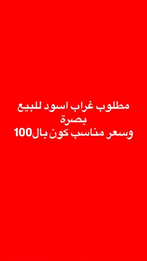 مطلوب غراب للبيع بصرة مو ابكع اسود