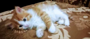 شيرازي للبيع بي150