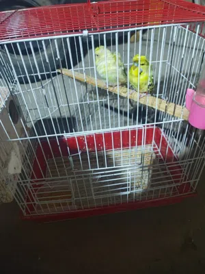 السلام عليكم طيور حب للبيع