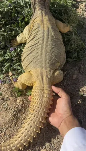 الظب.....،،،،،،،،،،،،