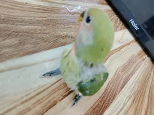 10 دينار / 10 BD يقبل غر