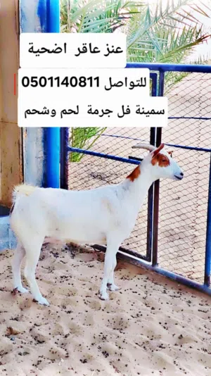 اضحية  عنز عاقر  العمر سنتين   سمينة فل