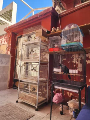 سلام عليكم يوجد لدينا مجموعة من البلابيل الفصل منهم من البحرينيه والباكستاني