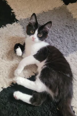 Male kitten for adoption 4 months old with his things قطه للتبني ذكر 4 شهور مع أغراضه