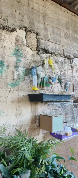 يسعد اوقاتكم موجود كوم حب بسعر حرق