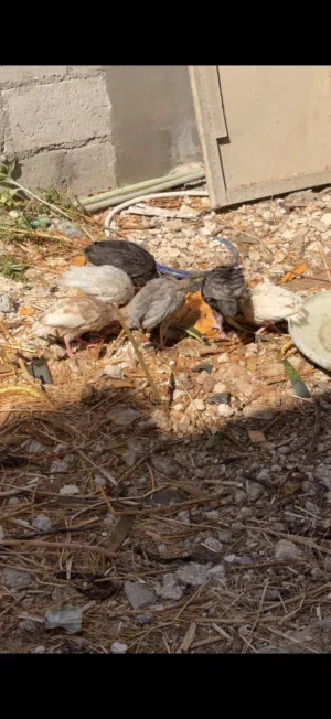للبيع فراخ حبش مشكل عمر شهرين وجاج بلدي