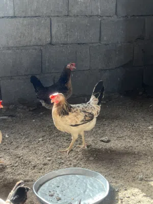 البصره العشار