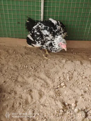 طيور للبيع