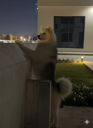 ذكر جاهز للتزاوج