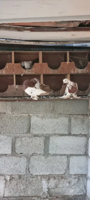 حمام روسي للبيع جمله