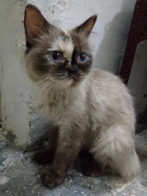 قطة هملايا نثية