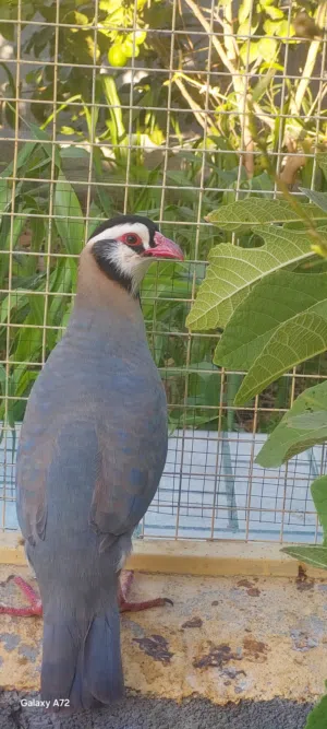 للبيع حجل العربي