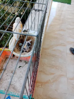 جوز كنار مع الفرخ