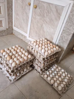 بيض عماني تربية منزل