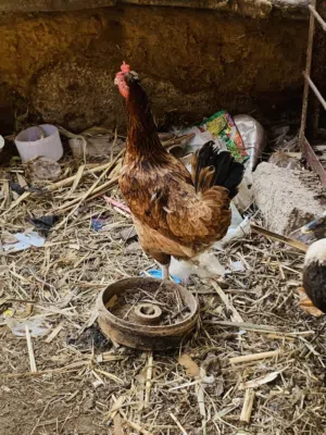 دجاجه وديج حلوات خشنات مال بيت سعرهن 35 الف مكاني بصره شط ألعرب الكباسي