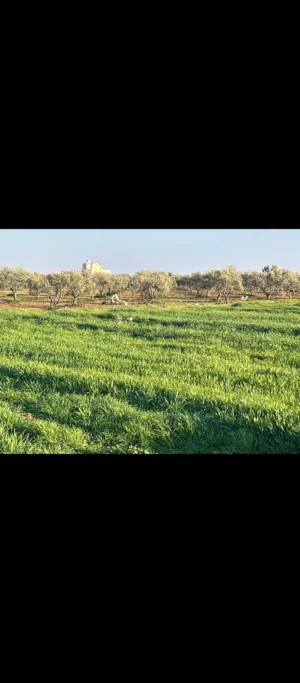 Farm Land for Sale in Amman Umm Al-Amad