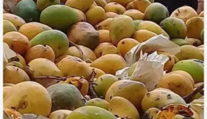 مطلوب بذور مانجو مجرار كميه