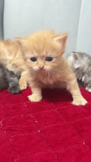 Himalayan4