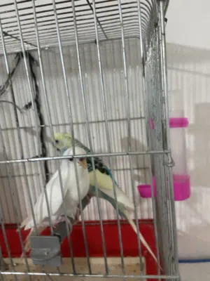 جوز حب اول خيرو على وجه بيض الطيرة البينو للبدل على طيور