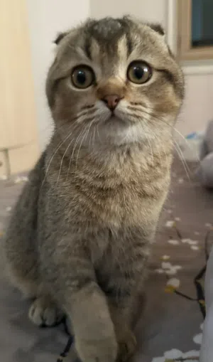 اناثي سكوتش فولد للتبني