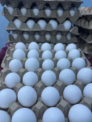 بيض الوهمان الأبيض صالح للأكل خير مخصب