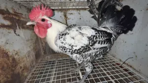 دياك للبيع بأسعار ممتازه العمر 4أشهر