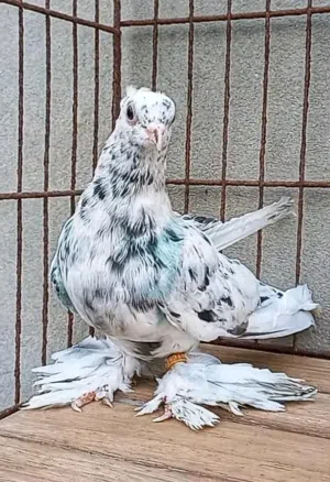 عبدو الترهوني 