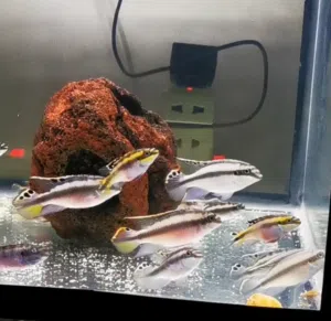 Kribensis cichlids