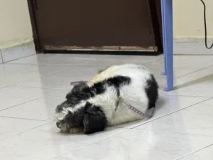Havanese dog pet