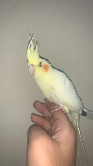 Lutino cocktail for sale very healthy and active makes beautiful noises DOEST bite att all