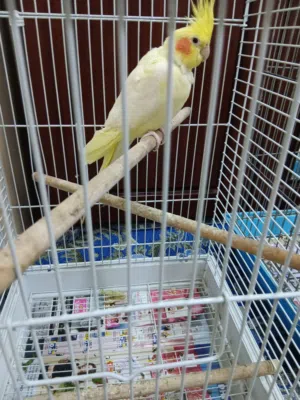 Cocktail one pair and one