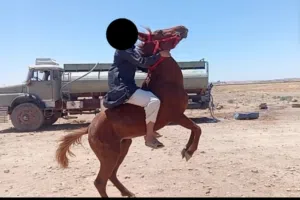 خيل للبيع دم نار رأس عربي كفاااااله