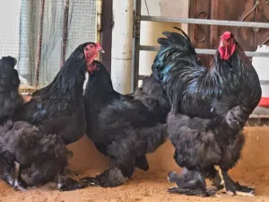 دجاج براهما
