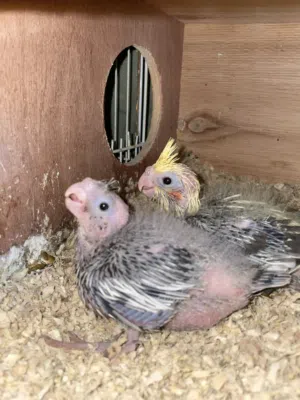 فروخ كوكتيل لمحبين الغر