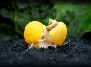 حلزون تفاحي منظف الحوض