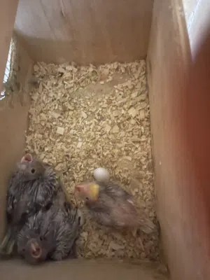 فروخ كوكتيل عمر 14- 16 يوم baby cockatiels age 14-16