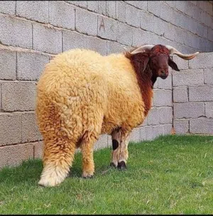 غنم للبيع وخرفان في جرش