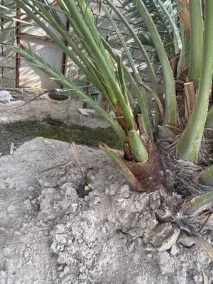 افراخ نخل برحي اصلي خير من الله