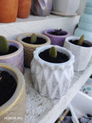 شتلات وصباريات في بوت