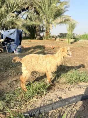 صخلة للبيع