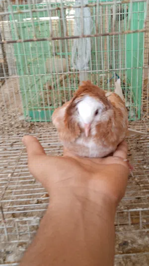 حمام للبيع الوصف مهم