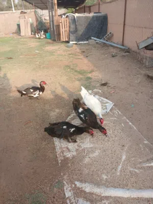 بط مصري للبيع
